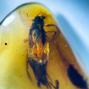 Plecoptera,Burmese amber, 100% natural amber, insect amber