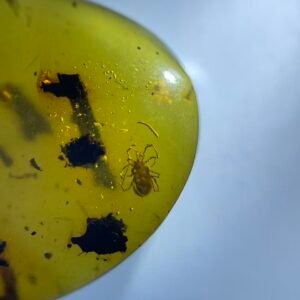 Prostigmata，Burmese amber, 100% natural amber, insect amber