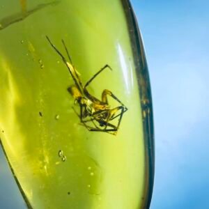 Psechridae,Burmese amber, 100% natural amber, insect amber