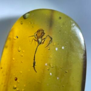 Pseudoscorpions，Burmese amber, 100% natural amber, insect amber