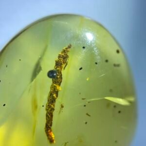 Rare larvae ，Burmese amber, 100% natural amber, insect amber