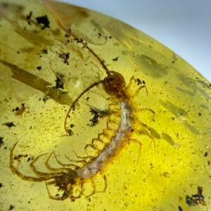 Scolopendridae，Burmese amber, 100% natural amber, insect amber