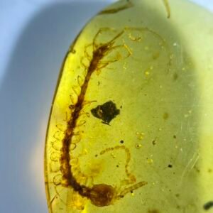 Scolopendridae，Burmese amber, 100% natural amber, insect amber