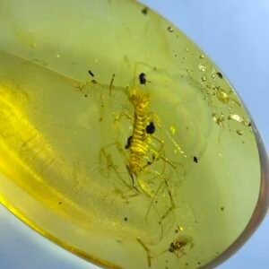 Scutigeromorpha,Burmese amber, 100% natural amber, insect amber
