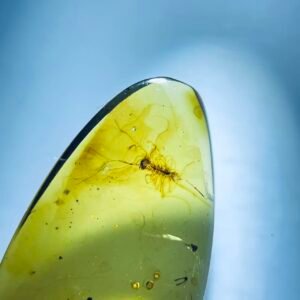 Scutigeromorpha ，Burmese amber, 100% natural amber, insect amber