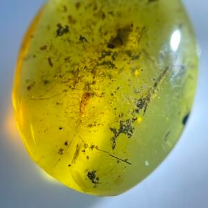 Scutigeromorpha，Burmese amber, 100% natural amber, insect amber