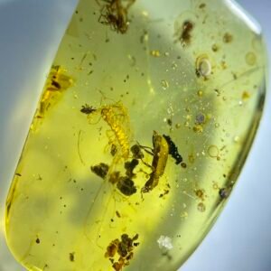 Scutigeromorpha and Carabidae and 3 Pholcidae，Burmese amber, 100% natural amber, insect amber