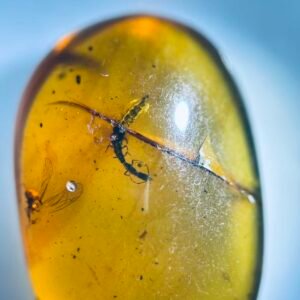 Snakefly Larva,Burmese amber, 100% natural amber, insect amber