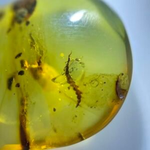 Snakefly Larva ，Burmese amber, 100% natural amber, insect amber