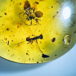 Spider Preying on a Bee，Burmese amber, 100% natural amber, insect amber