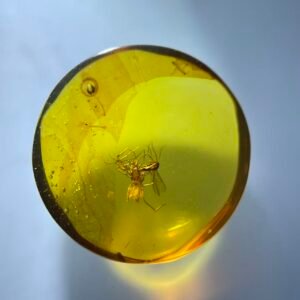 Spider predation ,Burmese amber, 100% natural amber, insect amber