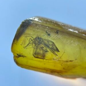 Spread - winged Caddisfly ，Burmese amber, 100% natural amber, insect amber