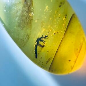 Staphylinidae，Burmese amber, 100% natural amber, insect amber