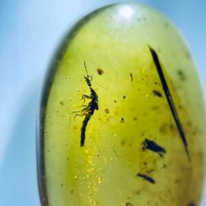 Staphylinidae and Trombidiidae ，Burmese amber, 100% natural amber, insect amber