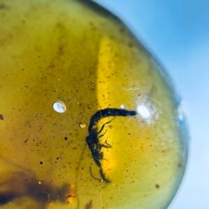 Staphylinidae and proplebeia  ，Burmese amber, 100% natural amber, insect amber