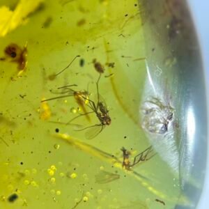 Ten Mosquitoes，Burmese amber, 100% natural amber, insect amber