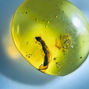 Termites ，Burmese amber, 100% natural amber, insect amber