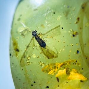 Termites ,Burmese amber, 100% natural amber, insect amber