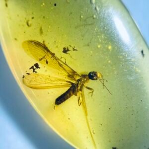 Termites ，Burmese amber, 100% natural amber, insect amber