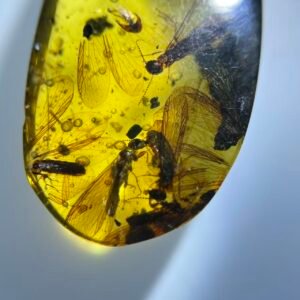 Termites，Burmese amber, 100% natural amber, insect amber