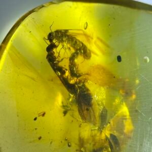 Termites,Burmese amber, 100% natural amber, insect amber