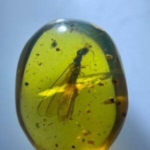 Termites ,Burmese amber, 100% natural amber, insect amber
