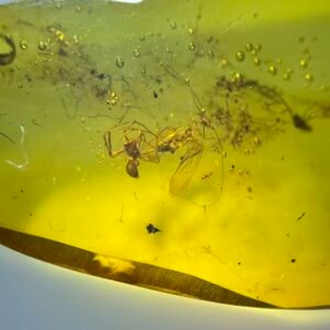 The spider is preying on the insect ，Burmese amber, 100% natural amber, insect amber