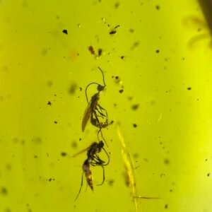 Three Bee Specimens,Burmese amber, 100% natural amber, insect amber