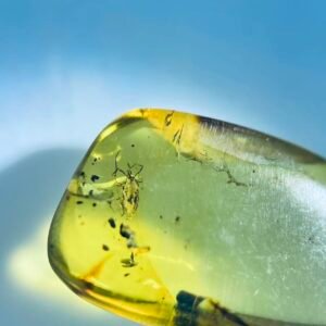Trombidiidae ，Burmese amber, 100% natural amber, insect amber