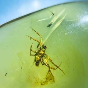 Uloboridae, Burmese amber, 100% natural amber, insect amber