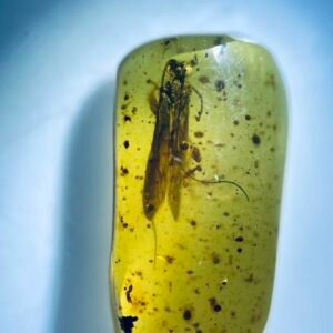 caddisfil ，Burmese amber, 100% natural amber, insect amber