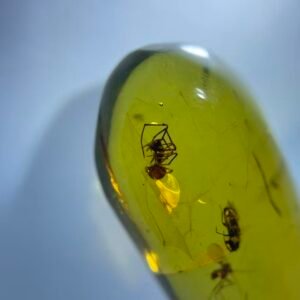 cockroach and spider and berothidae，Burmese amber, 100% natural amber, insect amber