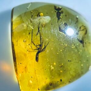 Lubionidae ,Burmese amber, 100% natural amber, insect amber
