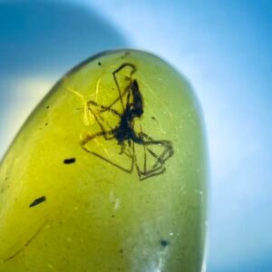 pholidae, Burmese amber, 100% natural amber, insect amber