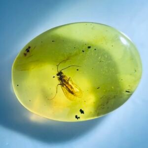 proplebeia，Burmese amber, 100% natural amber, insect amber