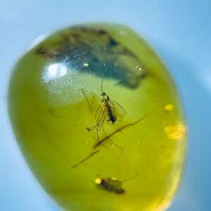 proplebeia ，Burmese amber, 100% natural amber, insect amber