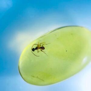 proplebeia ，Burmese amber, 100% natural amber, insect amber