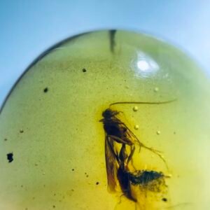 proplebeia ，Burmese amber, 100% natural amber, insect amber